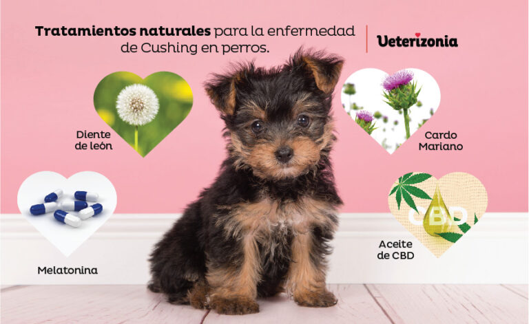 Se puede recuperar a un perro con insuficiencia renal y su esperanza de vida