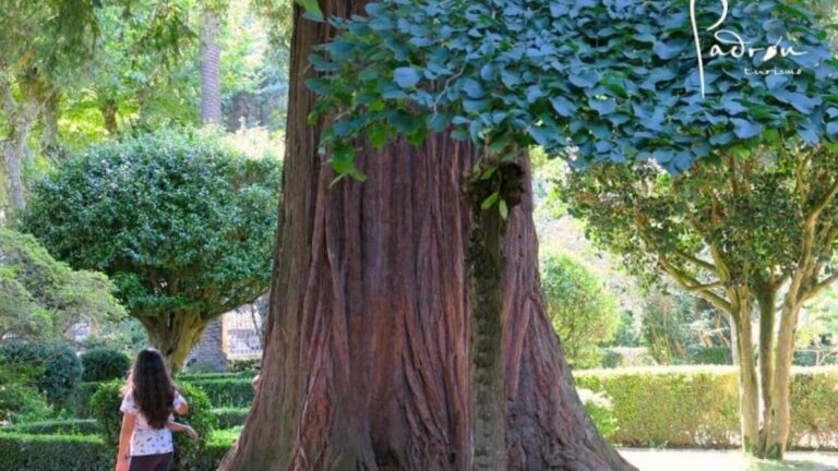 Secuoya más grande del mundo: el majestuoso árbol gigante