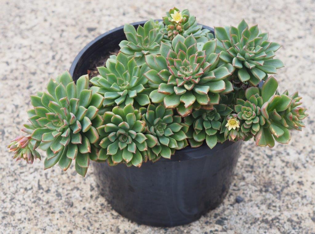 sedeveria darley