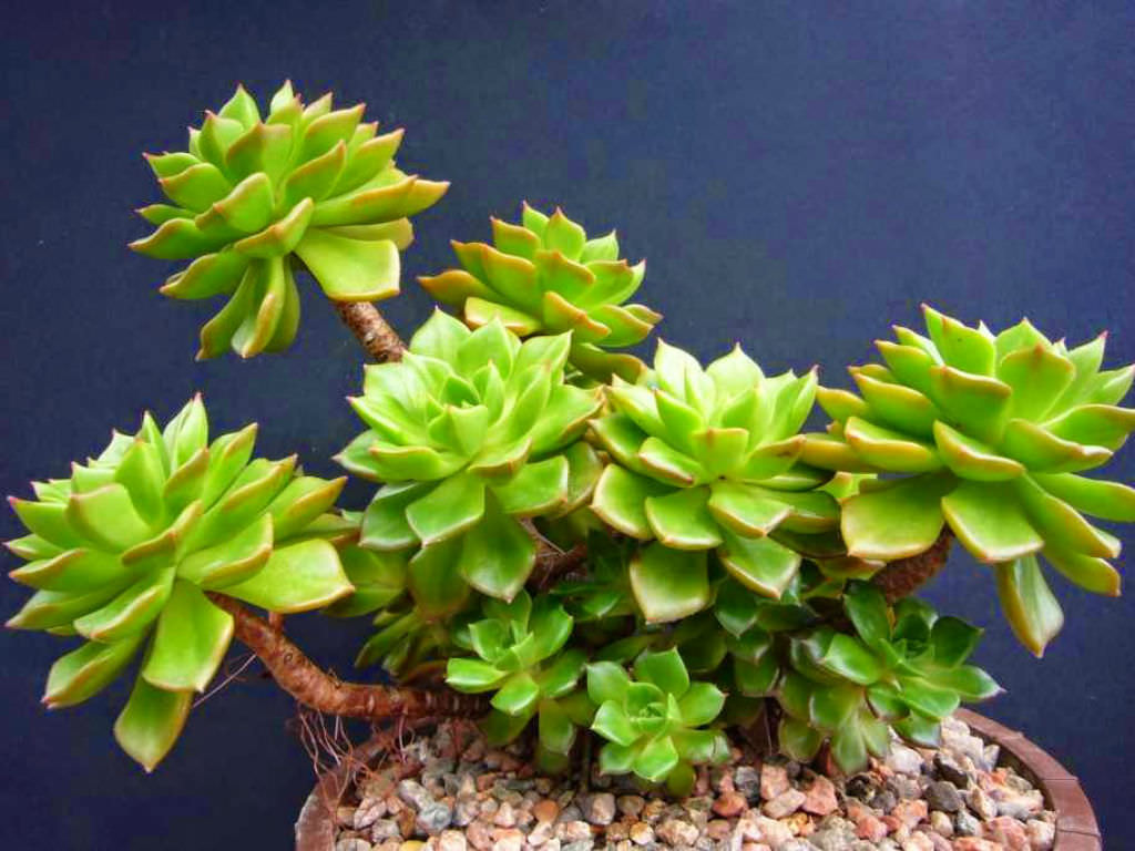 sedeveria letizia