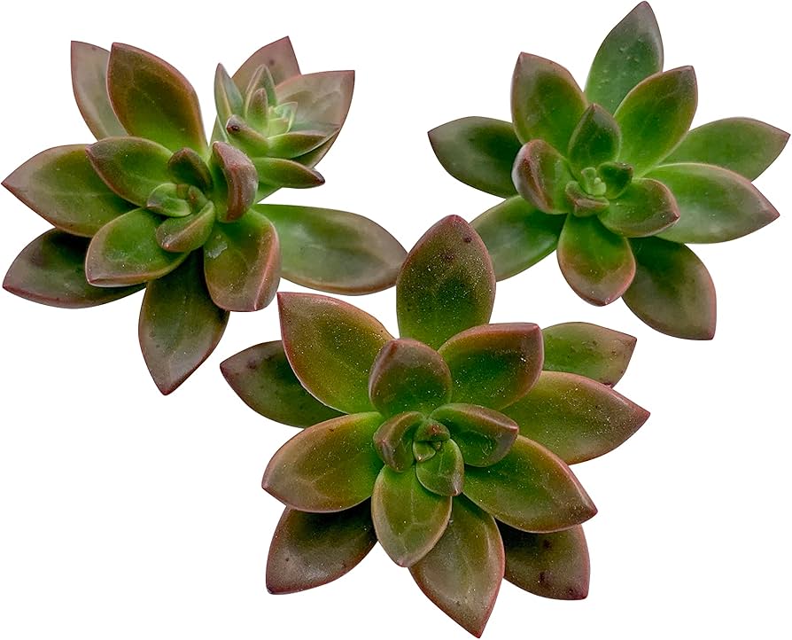 sedeveria sprint
