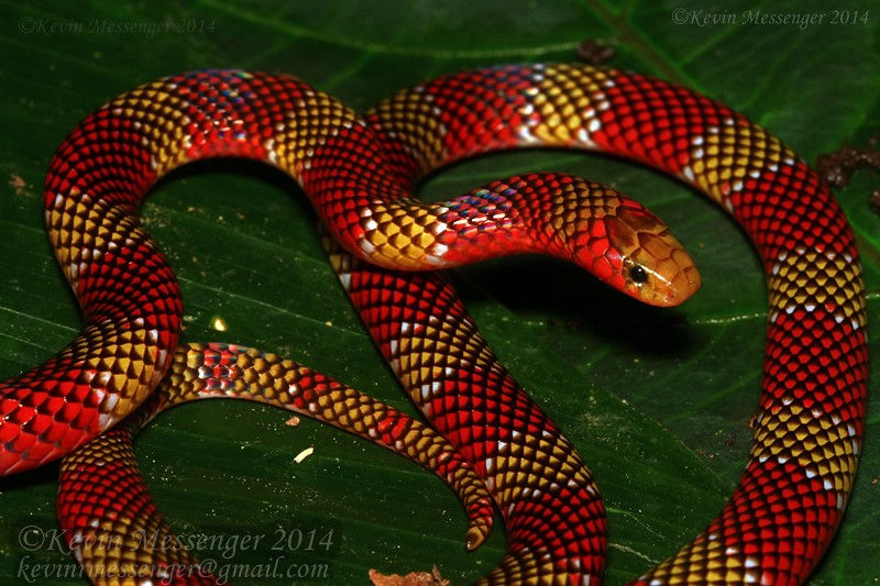 serpiente coral veneno diferencias con la falsa coral