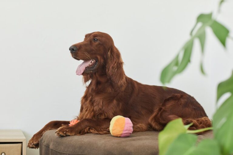 Setter: Conoce los 4 Tipos de Setter y sus Características