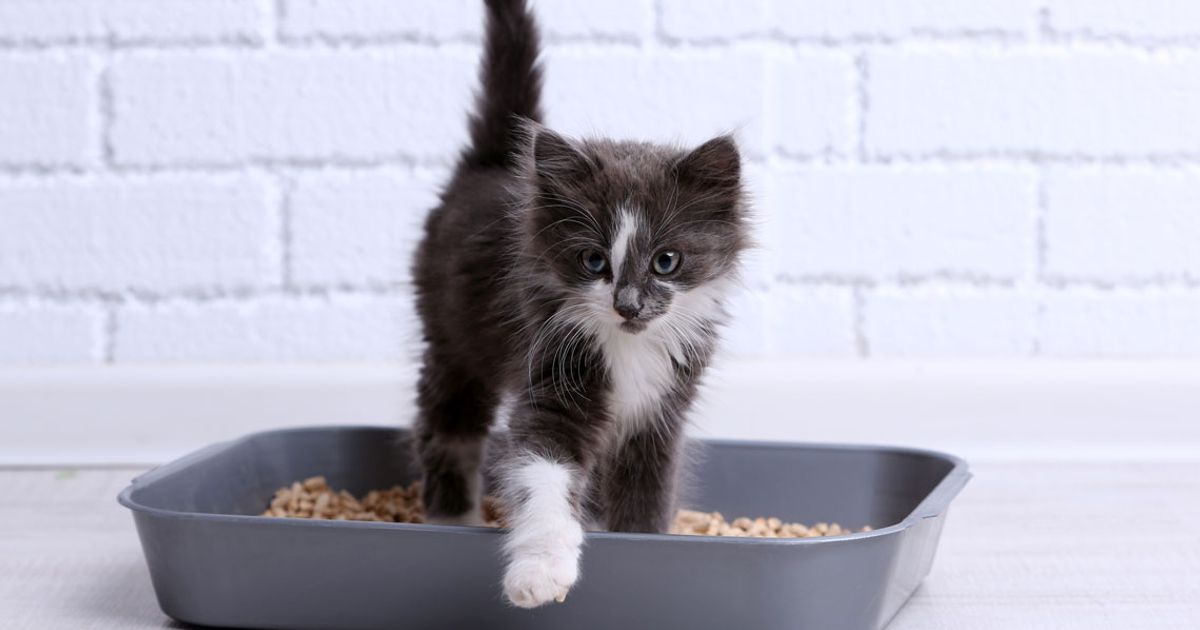 significado cuando un gato te orina razones y soluciones