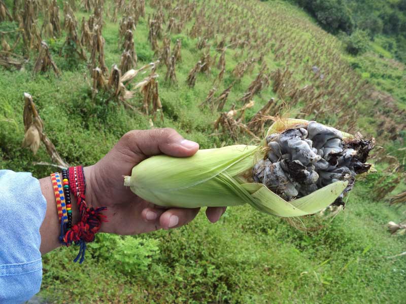 silvestres parientes de cultivos mexicanos y su relevancia