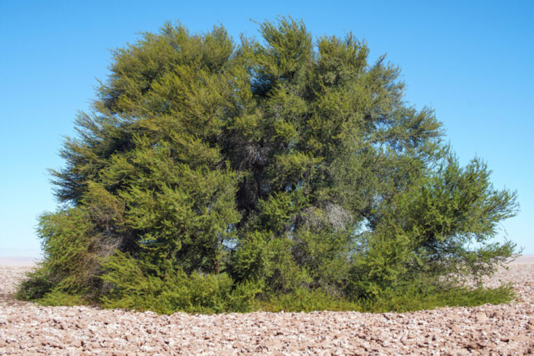 Sobrevivirá el árbol más antiguo del mundo al cambio climático