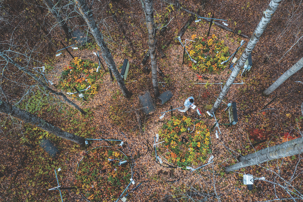 sobrevivira el arbol mas antiguo del mundo al cambio climatico