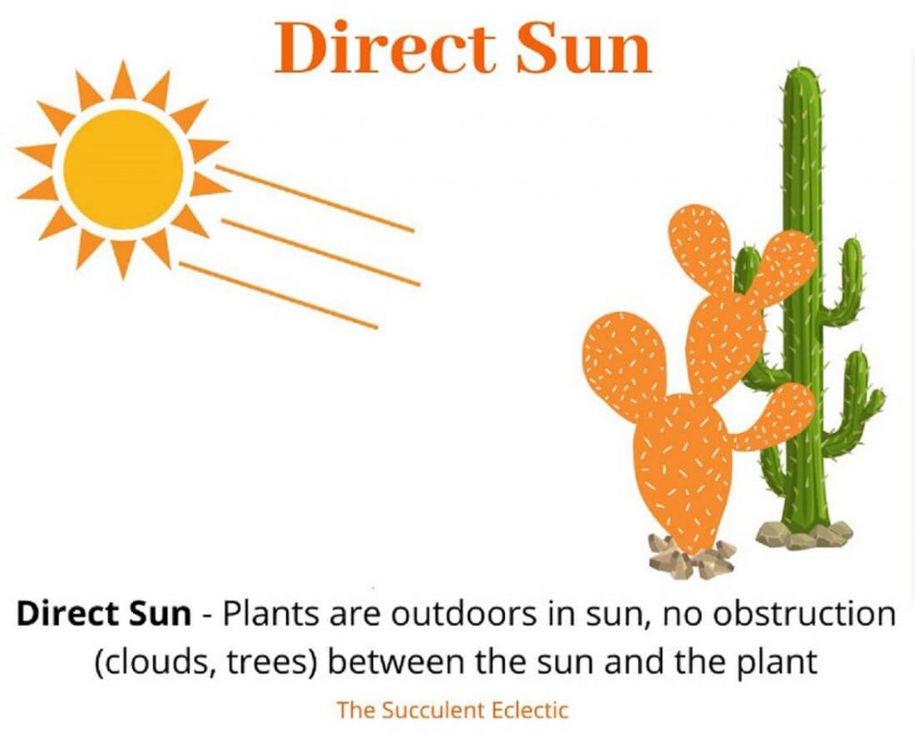 Las 12 mejores suculentas para sol directo en 2025 2 sol directo