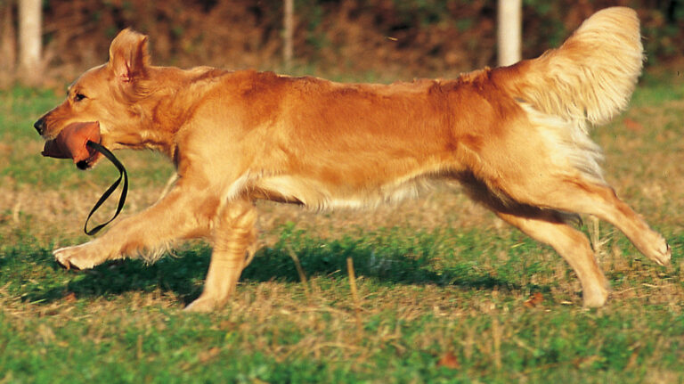 Son las crías de animales un ejemplo de dedicación paternal