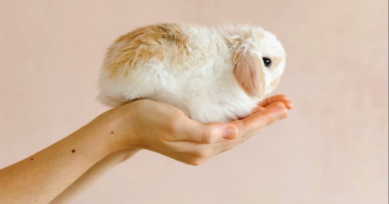 Son los conejos roedores o pertenecen a otra clase de animales