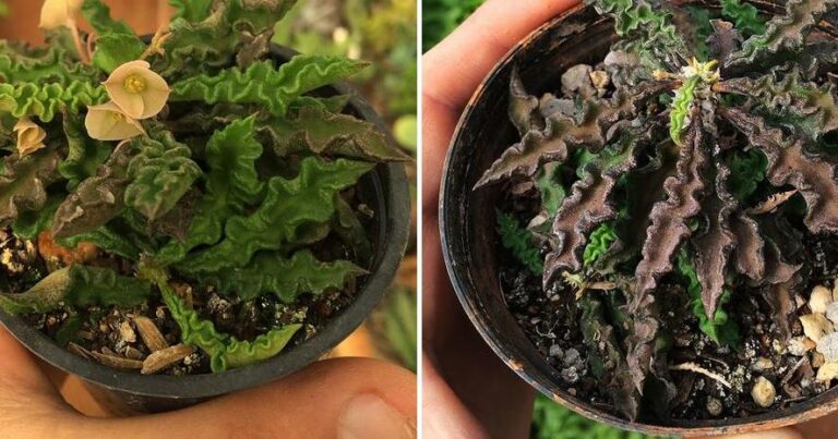 Stapelia grandiflora: Cuidados esenciales para tu planta