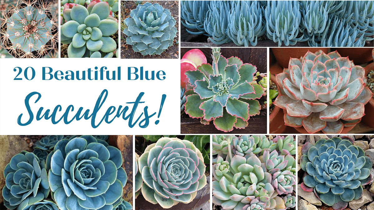 Las suculentas azules más hermosas para tu jardín en 2025 2 suculentas azules