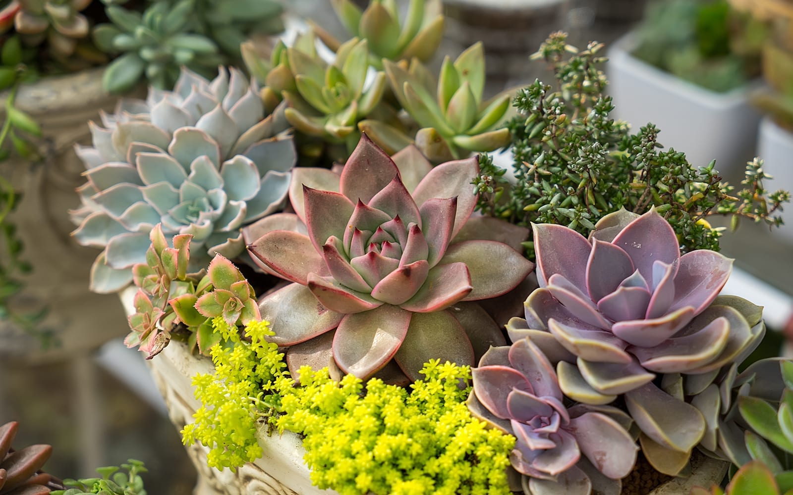 suculentas cactus 1