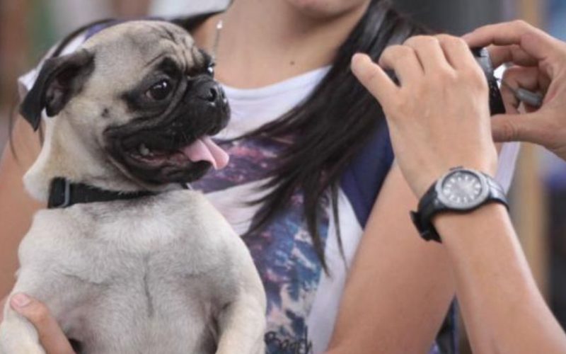 suero para perros como hidratar a un perro deshidratado