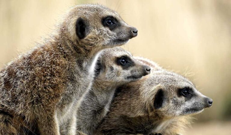 Suricatos: Dónde viven los suricatas en la naturaleza
