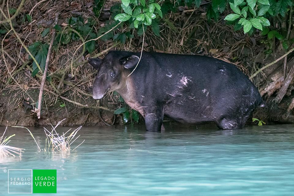 tapirus conociendo al tapir de baird y su habitat natural