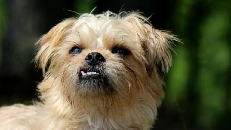 Terrier sin pelo americano: Todo sobre esta singular raza