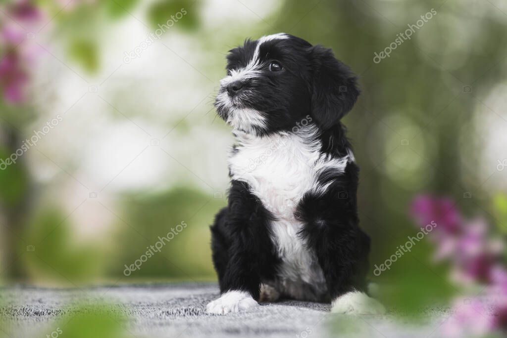 terrier tibetano origen caracteristicas cuidados y mas