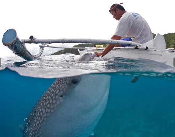 Tiburón ballena: el interesante pez ballena del océano