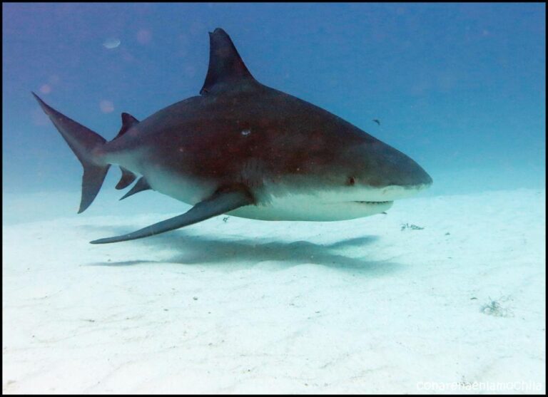 Tiburón tigre, toro y más: los 3 tiburones más peligrosos