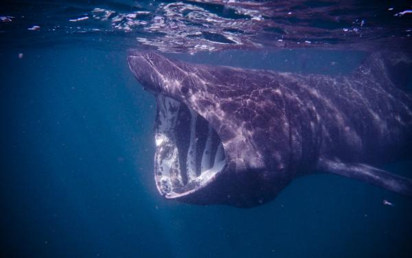 Tiburones: Descubre los 10 más grandes del mundo y su tamaño