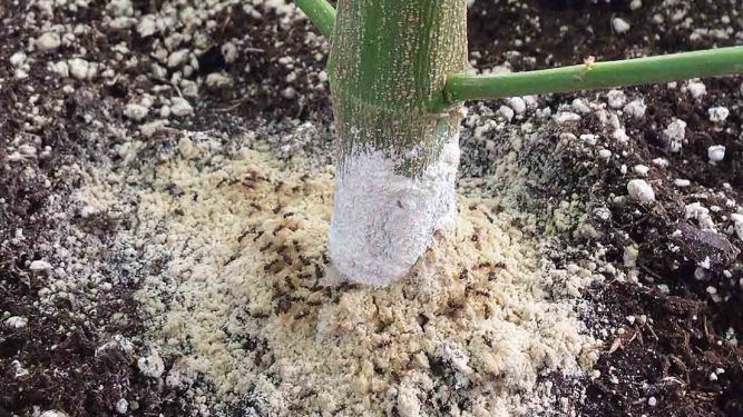 tierra de diatomeas descubre que es y para que sirve hoy