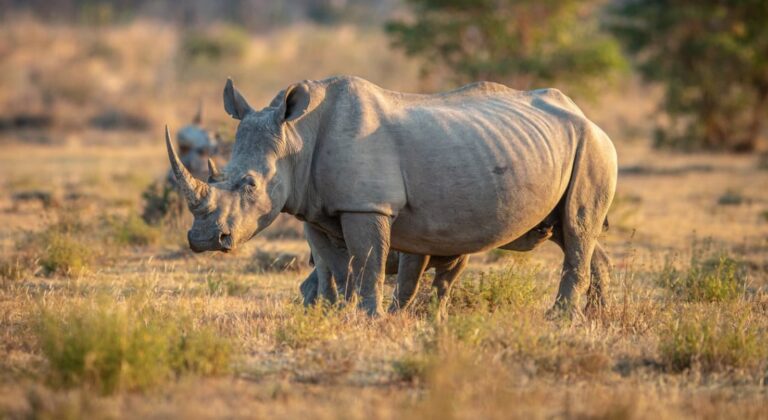 Tigre blanco: razones de su peligro de extinción y su futuro