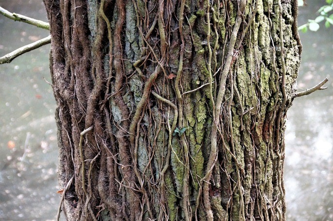 tipos de arboles nombres y caracteristicas esenciales