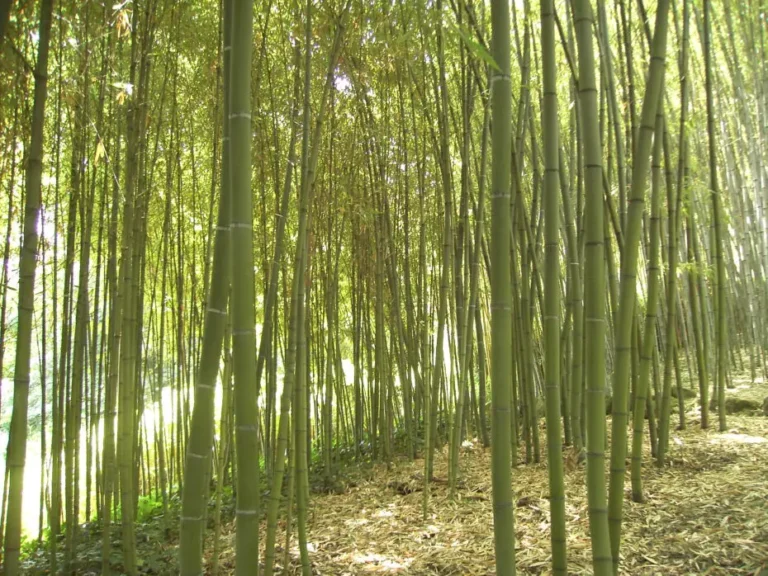 Tipos de bambúes: Descubre las interesantes plantas de bambú