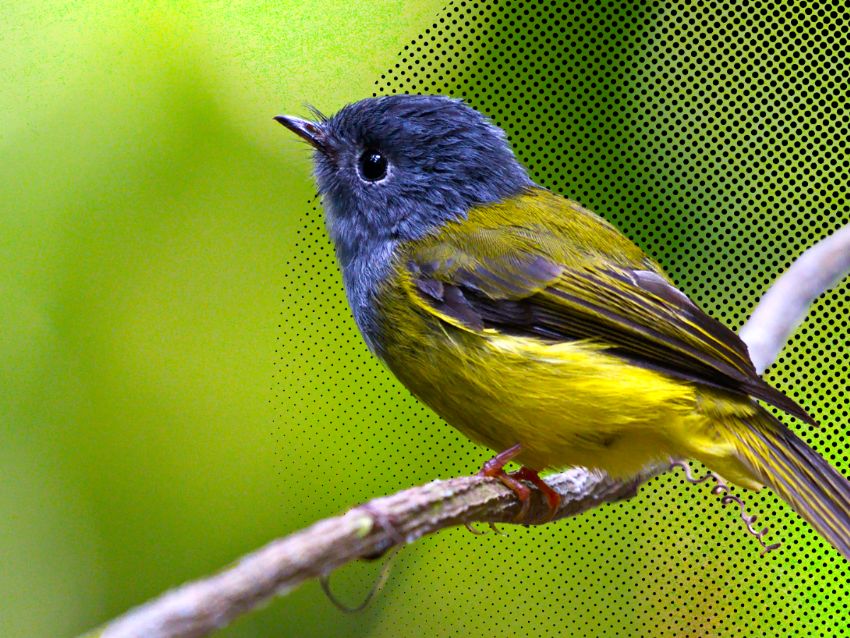 tipos de canarios conoce las razas y especies mas populares