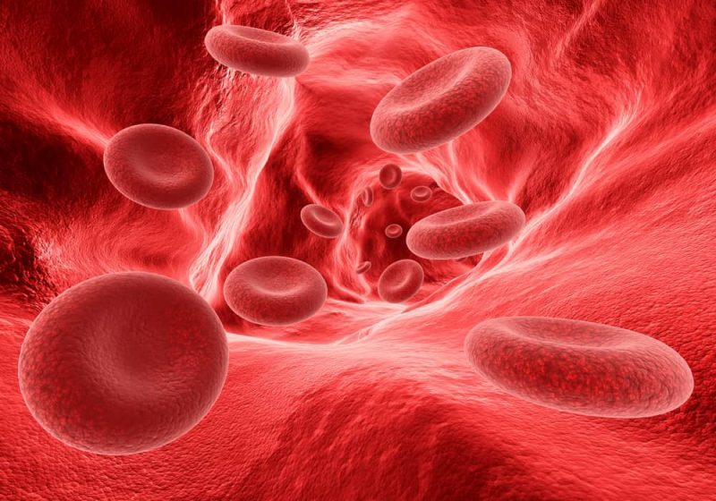 tipos de celulas partes funciones y su rol en la biologia