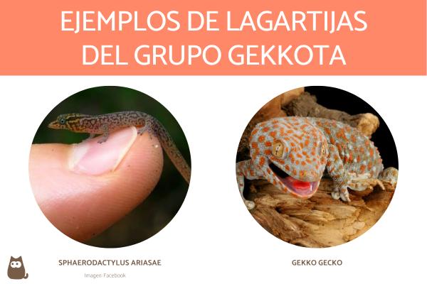 Tipos de Lagartijas: Conoce +10 Clases y Tipos de Lagartijas