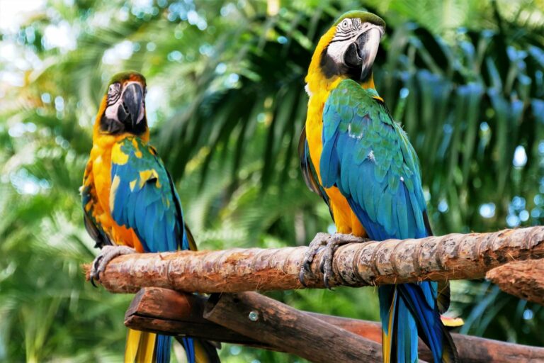 Tipos de loros: Razas, características y fotos de cada uno