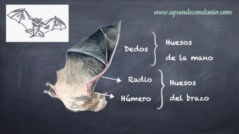 Tipos de murciélagos: características interesantes con fotos