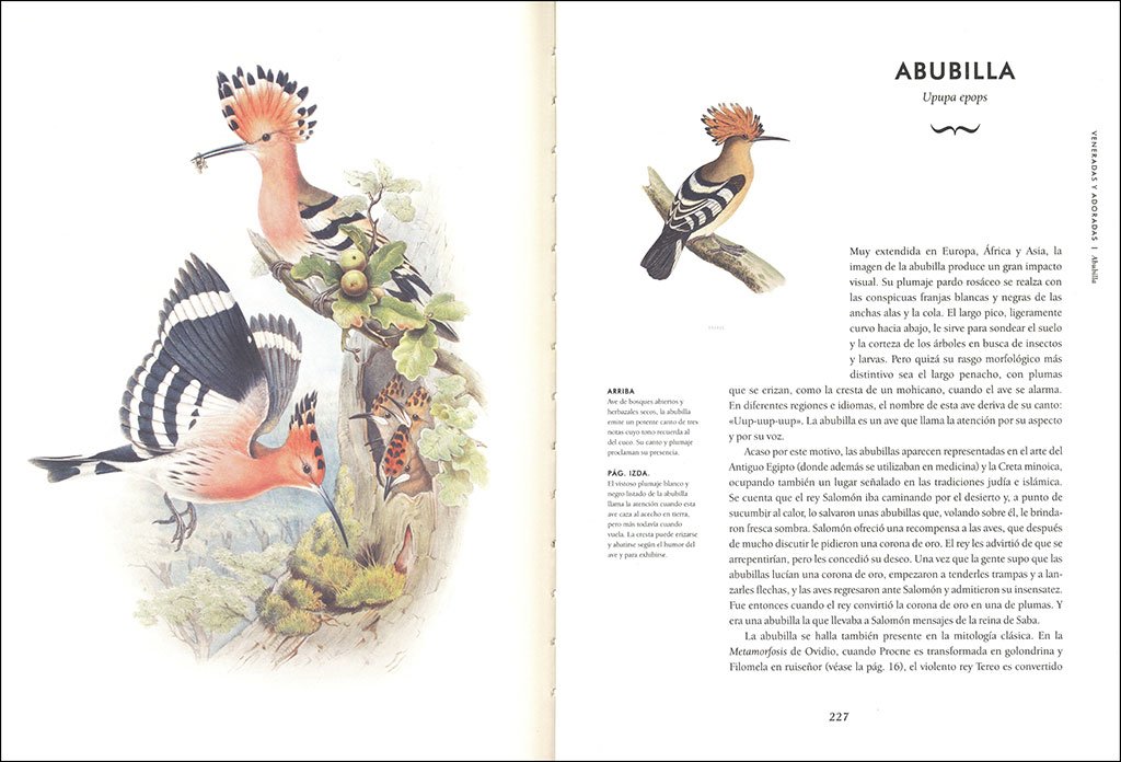 tipos de nidos de aves descubre sus asombrosas variedades