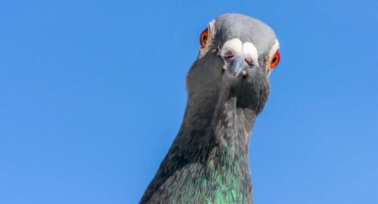 Tipos de palomas: Descubre 20 interesantes tipos de paloma