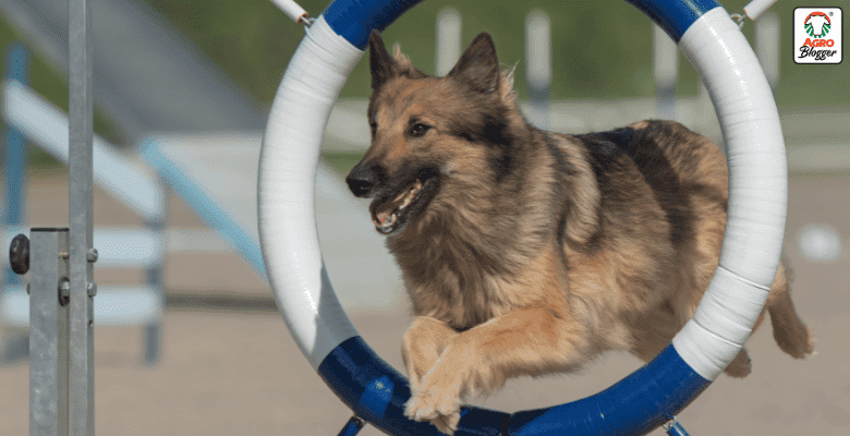 tipos de pastores los 15 mejores perros pastores grandes