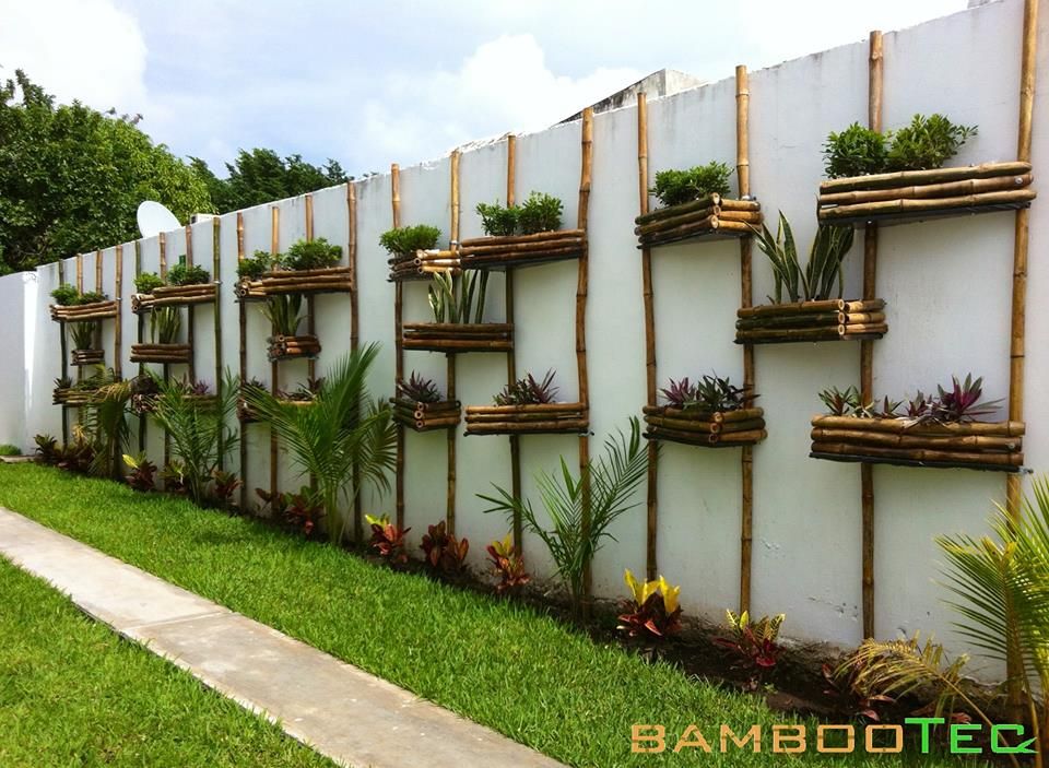 tipos de pinos 12 opciones ideales para tu jardin y casa