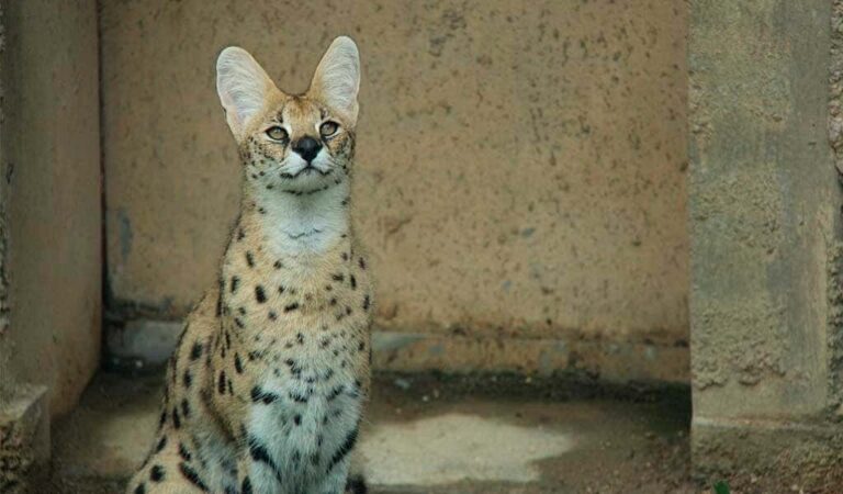 Todo sobre el gato Savannah: características, cuidados y más