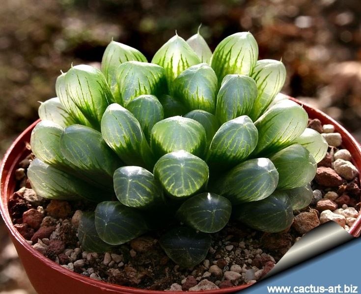 Todo sobre Haworthia Cooperi en ecose.org