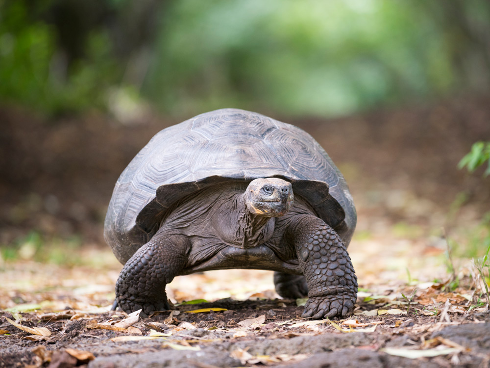 tortuga como mascota todo lo que debes saber sobre ellas