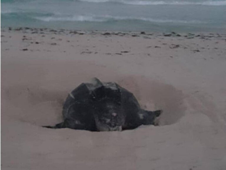 Tortuga laúd: Está en peligro de extinción y por qué