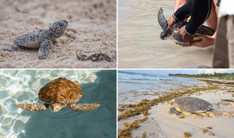 Tortuga marina caguama: razones de su peligro de extinción