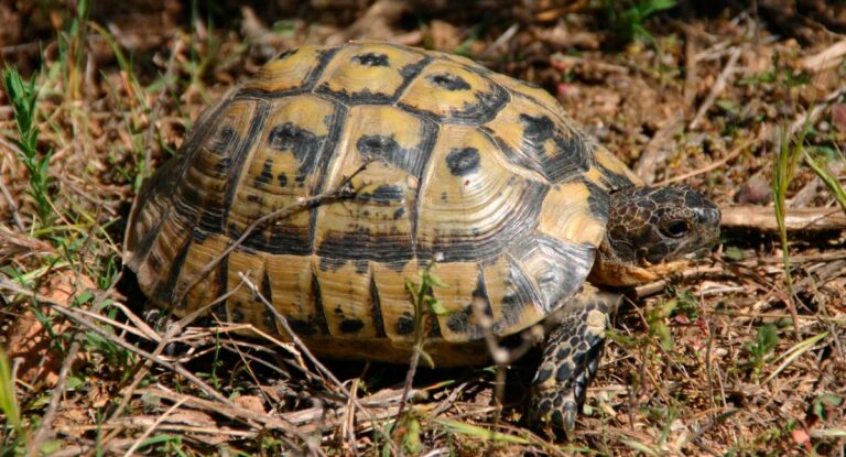 Tortugas de tierra: Cómo darles agua y cuidados esenciales