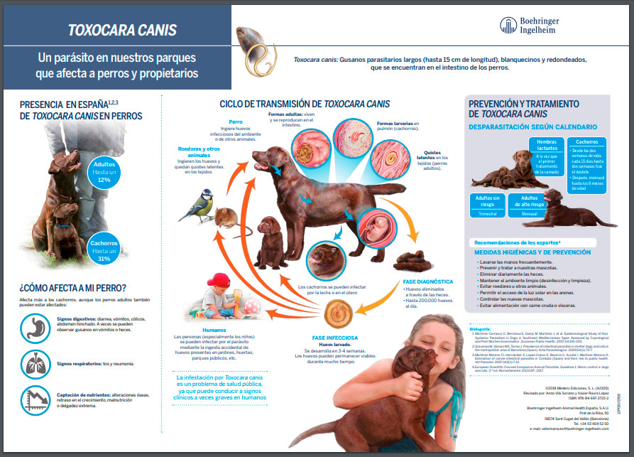 toxocara canis el parasito que afecta a perros y humanos