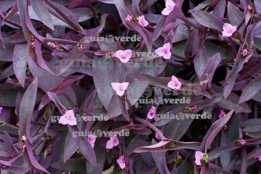 tradescantia pallida o purpurina cuidados riego y esquejes