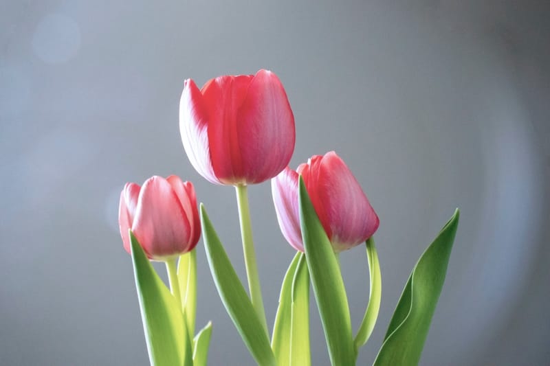 tulipanes rojos descubre el significado del tulipan rojo