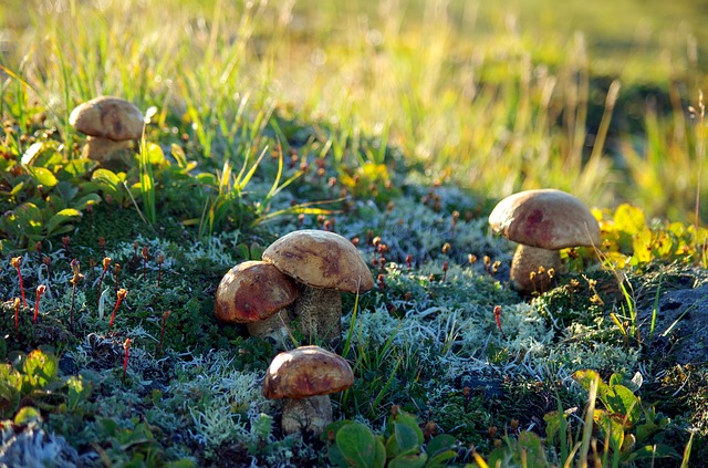 Tundra: características, flora y fauna de este bioma extremo