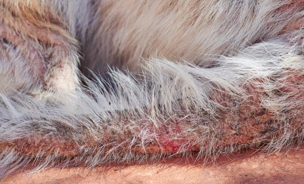 Uñas cerca de mi: Por qué mi perro se muerde las uñas