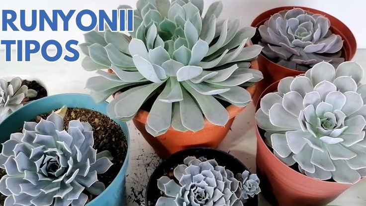 Variedades de echeveria runyonii en ecose.org